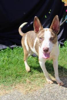Rescue Bull Terrier Dogs for Adoption in Jacksonville, Texas - Scout | PetCurious