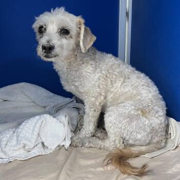 Cosmo -  Mixed Breed Dog for Adoption in Las Cruces, New Mexico - Cosmo | PetCurious