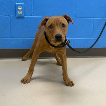 Wyatt Earp -  Mixed Breed Dog for Adoption in Pine Bluff, Arkansas - Wyatt Earp | PetCurious