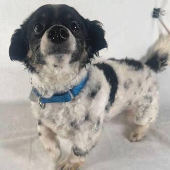 Spaniel and Mixed Breed Dogs Available for Adoption - Tank | PetCurious