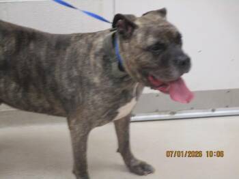 Bruno(806) -  Presa Canario and Pit Bull Terrier Dog for Adoption in Marietta, Georgia - Bruno(806) | PetCurious