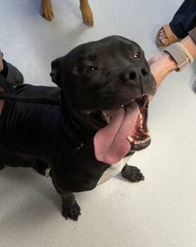 Pit Bull Terrier Dogs Available for Adoption - Trooper | PetCurious