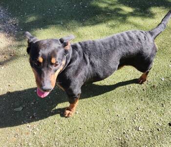 Dachshund Dogs Available for Adoption - Cookies | PetCurious