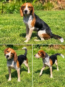 Dewy -  Beagle Dog for Adoption in Westwood, New Jersey - Dewy | PetCurious