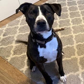Clay -  Border Collie and Pit Bull Terrier Dog for Adoption in Bend, Oregon - Clay | PetCurious