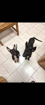 Jenga -  Chihuahua Dog for Adoption in Tulsa, Oklahoma - Jenga | PetCurious