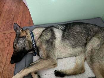 German Shepherd Dog Dogs Available for Adoption in Aurora, Indiana - Bourbon | PetCurious
