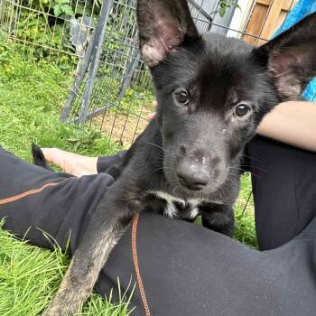 Rescue Shepherd Dogs for Adoption in Rochester, New York - Pop Tart | PetCurious