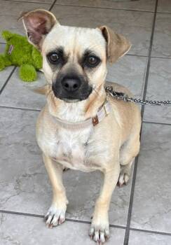 Rescue Puggle Dogs for Adoption in Harrison, New York - Gem | PetCurious