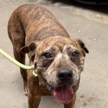 Merida -  Pit Bull Terrier Dog for Adoption in Yuma, Arizona - Merida | PetCurious