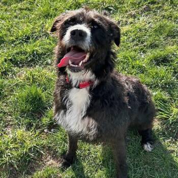 German Wirehaired Pointer and Terrier Dogs Available for Adoption in Traverse City, Michigan - Bailey | PetCurious