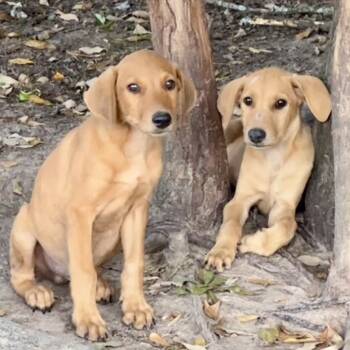 Rescue Hound Dogs for Adoption in Dallas, Texas - Zeb | PetCurious