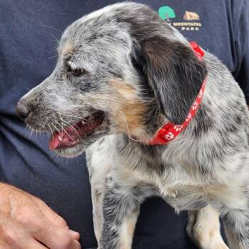 Cattle Dog Dogs Available for Adoption in Normal, Illinois - Antonia | PetCurious