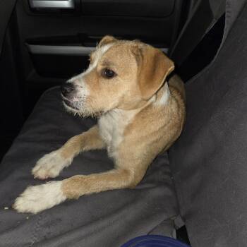 Terrier Dogs Available for Adoption in Homestead, Florida - Blondie | PetCurious