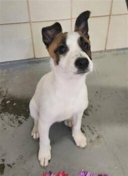 Rat Terrier Dogs Available for Adoption in Corpus Christi, Texas - PEACHES | PetCurious