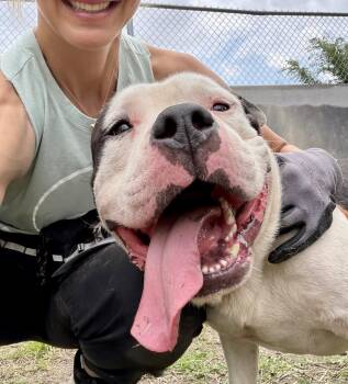 Pop Tart -  Pit Bull Terrier Dog for Adoption in Chicago, Illinois - Pop Tart | PetCurious