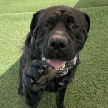 Smalls/Tyson -  Mastiff Dog for Adoption in Batavia, Ohio - Smalls/Tyson | PetCurious