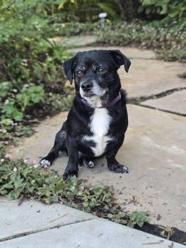 Poncho -  Corgi and Dachshund Dog for Adoption - Poncho | PetCurious
