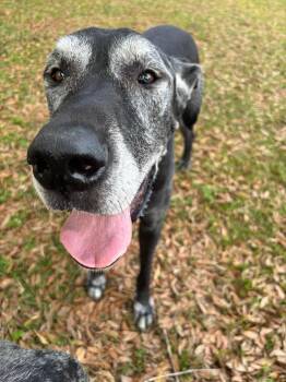 Great Dane Dogs Available for Adoption in Pensacola, Florida - Shaggy | PetCurious