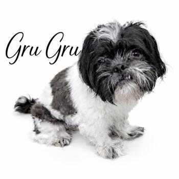 Shih Tzu Dogs Available for Adoption in Sylvania, Georgia - Gru Gru | PetCurious