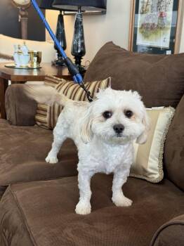 Shih Tzu Dogs Available for Adoption in Mundelein, Illinois - Jackie Chan | PetCurious