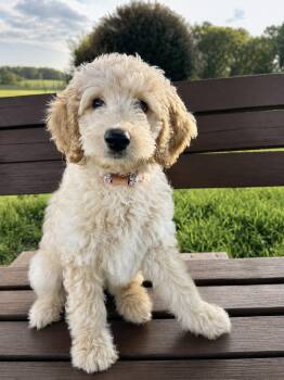 Willow Aug 26 -  Standard Poodle and Labrador Retriever Dog for Adoption in Pacolet, South Carolina - Willow Aug 26 | PetCurious