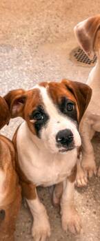 Black Mouth Cur and Hound Dogs Available for Adoption in Burnsville, North Carolina - Mufasa | PetCurious