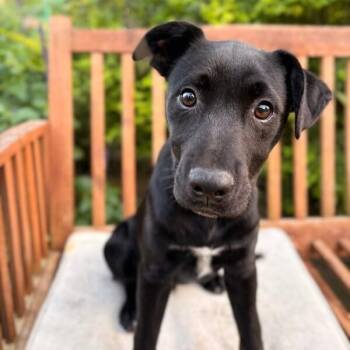 Black Labrador Retriever and Pit Bull Terrier Dogs Available for Adoption in Friendswood, Texas - Moose Boo Bear | PetCurious