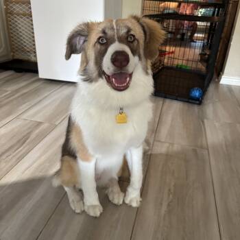 Rescue Australian Shepherd and Golden Retriever Dogs for Adoption in Dallas, Texas - Hailey (aka Foxy) | PetCurious