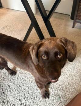 Labrador Retriever and Boykin Spaniel Dogs Available for Adoption in Clearwater, Florida - Baby | PetCurious