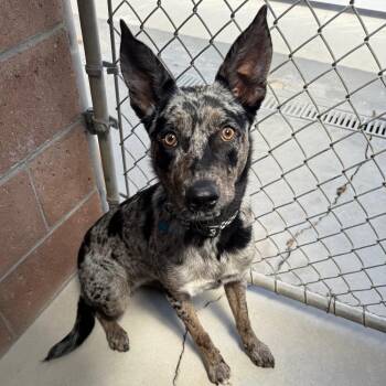 Tessie -  Catahoula Leopard Dog and Australian Kelpie Dog for Adoption in Goleta, California - Tessie | PetCurious
