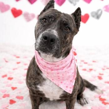 Mastiff and American Staffordshire Terrier Dogs Available for Adoption in Friendswood, Texas - Lady Rose | PetCurious