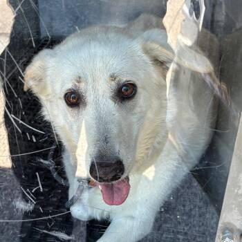 Grace -  Shepherd and Mixed Breed Dog for Adoption in Philadelphia, Pennsylvania - Grace | PetCurious