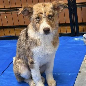 Australian Shepherd and Mixed Breed Dogs Available for Adoption - NY Farrah Faucet Avail Mar 21 (Tractor Supply Patterson NY) | PetCurious