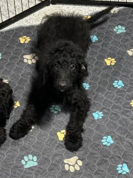 Mini Brooks -  Goldendoodle Dog for Adoption in Antwerp, Ohio - Mini Brooks | PetCurious