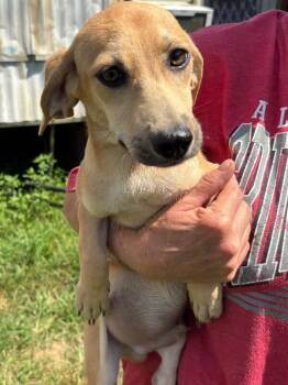 Leva -  Mixed Breed Dog for Adoption in Mobile, Alabama - Leva | PetCurious