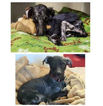Bobby: Miracle Boy! -  Terrier and Poodle Dog for Adoption in Rootstown, Ohio - Bobby: Miracle Boy! | PetCurious
