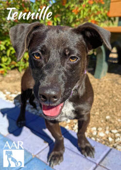 Rescue Corgi and Dachshund Dogs for Adoption in Magnolia, Texas - Tennille | PetCurious