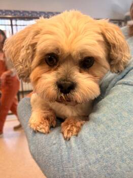 Shih Tzu Dogs Available for Adoption - Waffles | PetCurious