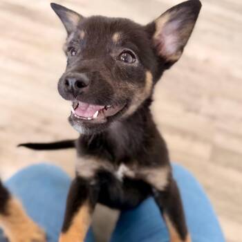 Aster -  Wheaten Terrier and Mixed Breed Dog for Adoption in Green Bay, Wisconsin - Aster | PetCurious