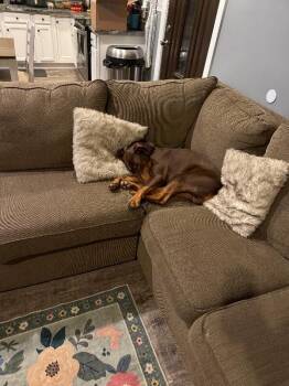 Reece -  Mixed Breed Dog for Adoption in Cincinnati, Ohio - Reece | PetCurious