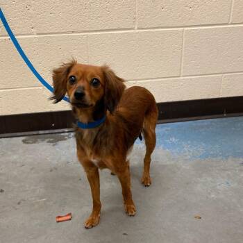 Mixed Breed Dogs Available for Adoption in Memphis, Tennessee - Layton | PetCurious