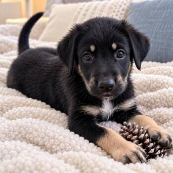 Leo - Sweet Cuddle Bug, Affectionate, Playful & Great with Dogs -  Beagle and Labrador Retriever Dog for Adoption in Houston, Texas - Leo - Sweet Cuddle Bug, Affectionate, Playful & Great With Dogs | PetCurious