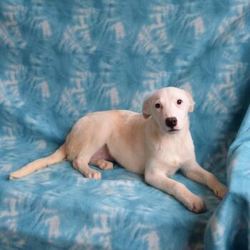 Tabatha -  Husky and Labrador Retriever Dog for Adoption in Eureka, California - Tabatha | PetCurious