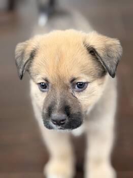 German Shepherd Dog and Husky Dogs Available for Adoption in Vienna, Ontario - Lt Dan | PetCurious