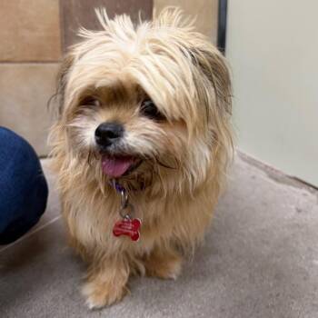 Granny 54596 -  Maltese Dog for Adoption in Las Vegas, Nevada - Granny 54596 | PetCurious