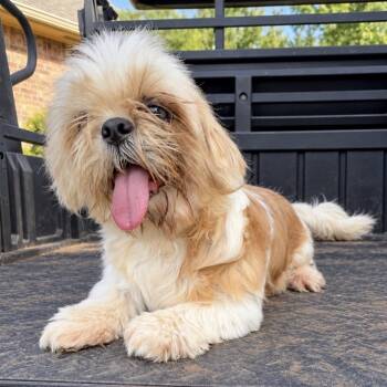 Nancy -  Shih Tzu Dog for Adoption in Pelham, New Hampshire - Nancy | PetCurious
