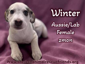 Australian Shepherd and Labrador Retriever Dogs Available for Adoption - Winter | PetCurious