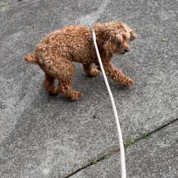 Chloe Cockapoo -  Cockapoo Dog for Adoption in Tunkhannock, Pennsylvania - Chloe Cockapoo | PetCurious