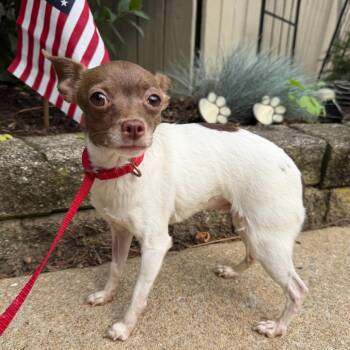 Sango -  Chihuahua Dog for Adoption in Chester Springs, Pennsylvania - Sango | PetCurious